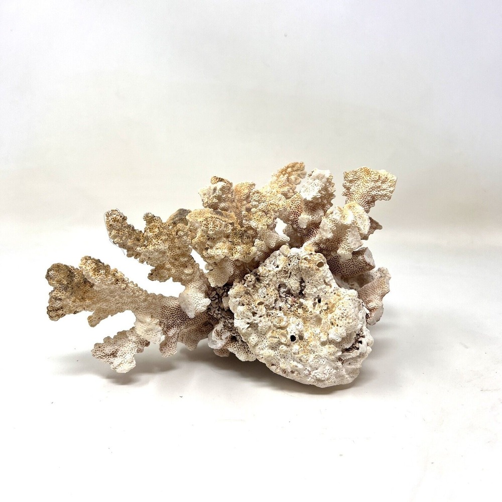Natural Ocean White Coral Tree Mineral Specimen